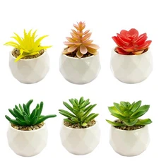 Kríky zelené falošné mäsivé kvetináče